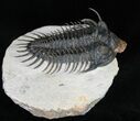 Large Spiny Comura Trilobite - Awesome Eyes! #11927-9